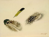 AA 044
<br/>
Veren
<br/>
<em>Cate, Hendrik Gerrit ten (1803-1856)</em>